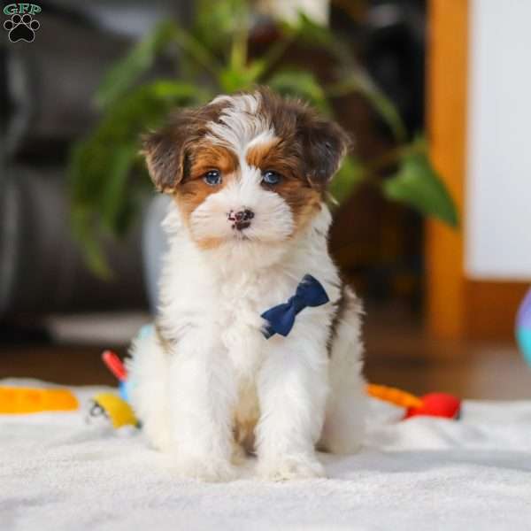 Brodie, Yorkie Poo Puppy